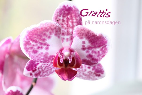 orchideihöstfönstret141030bild011red