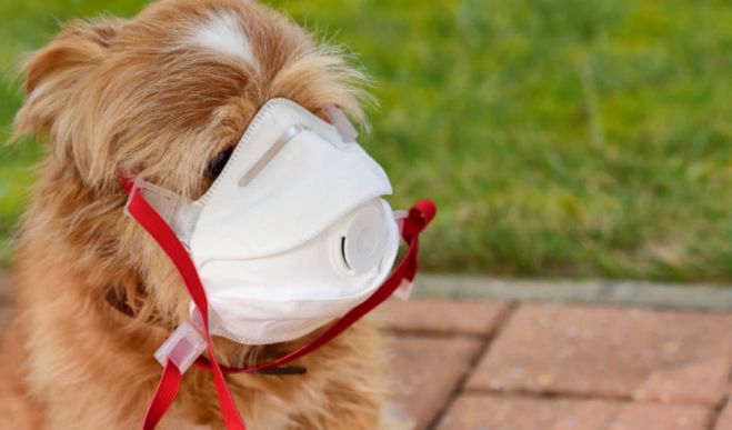 in-hongkong-hund-coronavirus_857101750_672x395_6f68660dd7d6213043ff7d7513879e29