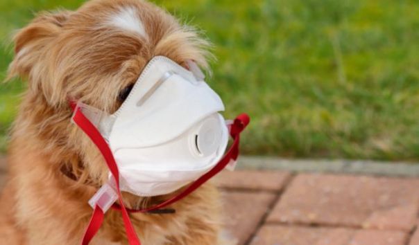 in-hongkong-hund-coronavirus_857101750_672x395_6f68660dd7d6213043ff7d7513879e29